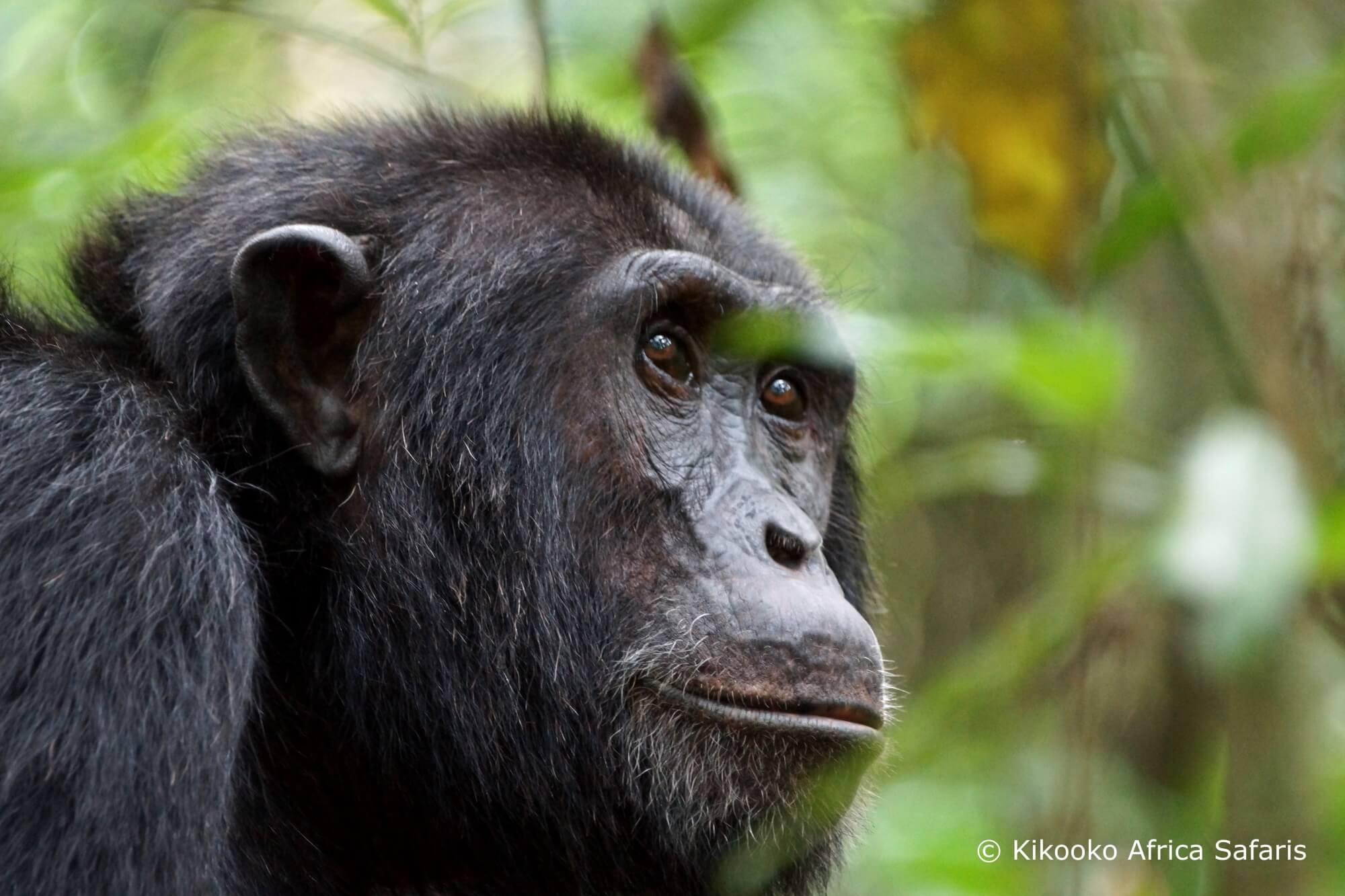 Kikooko | Alles über Uganda Safari-Touren in West-Uganda