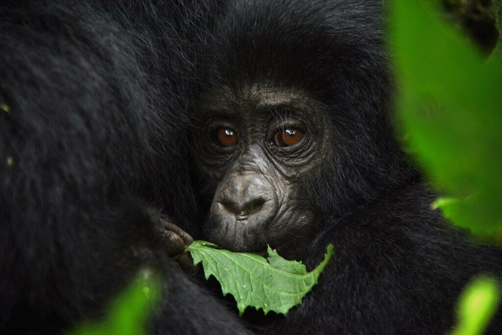 gorilla tracking permit