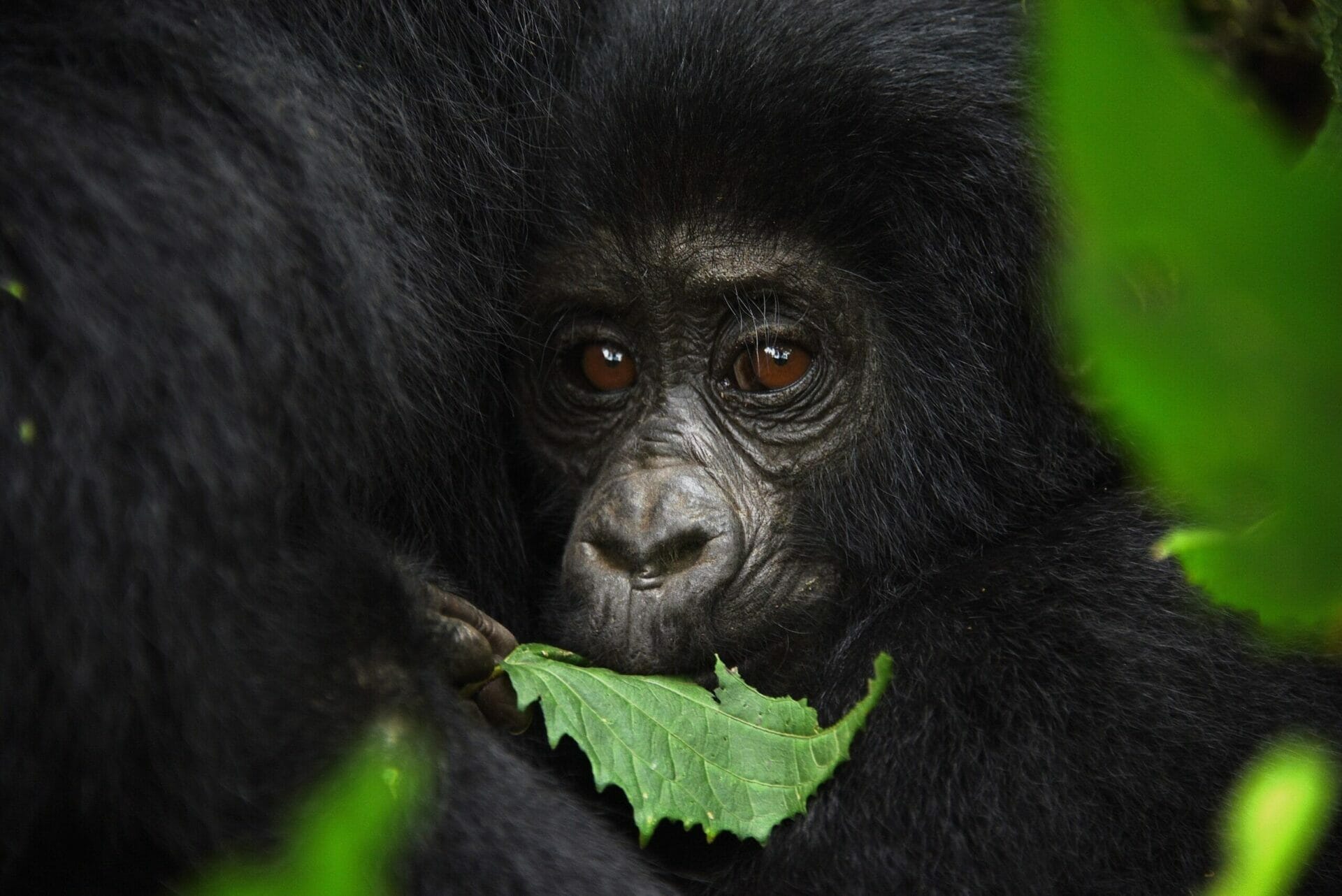 2024 Preise für Genehmigungen für Berggorillas in Uganda, Ruanda und der DRC