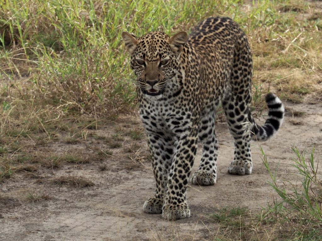 Afrikanischer Leopard in Uganda