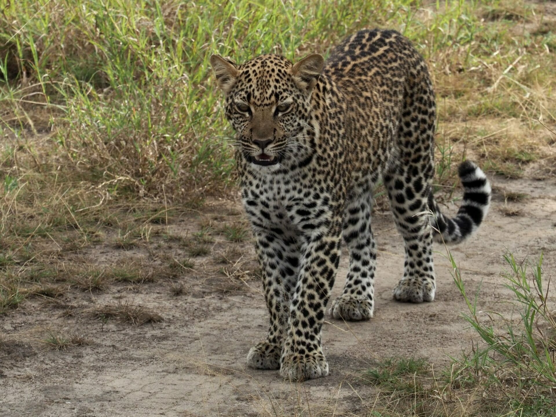 African Leopard in Uganda