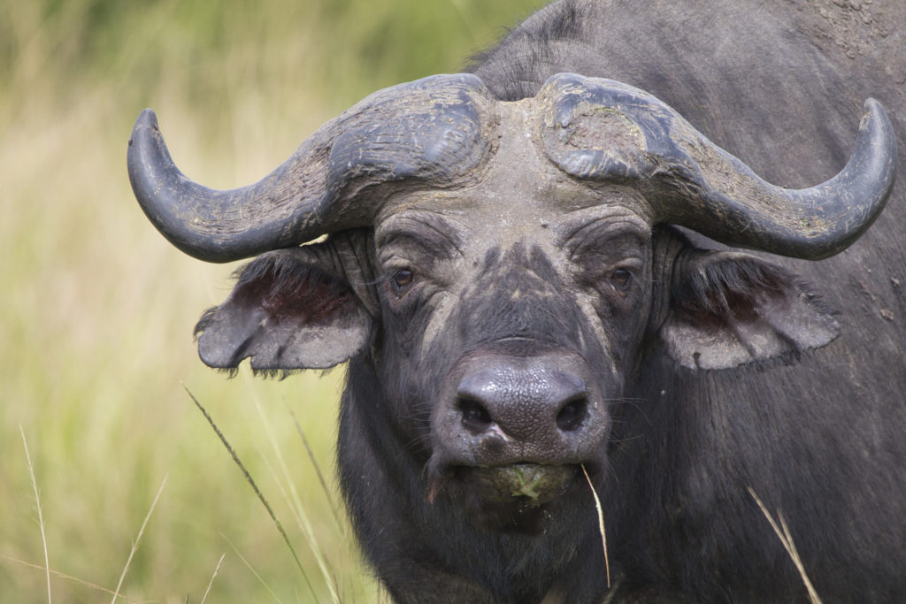 Kap-Büffel in Uganda