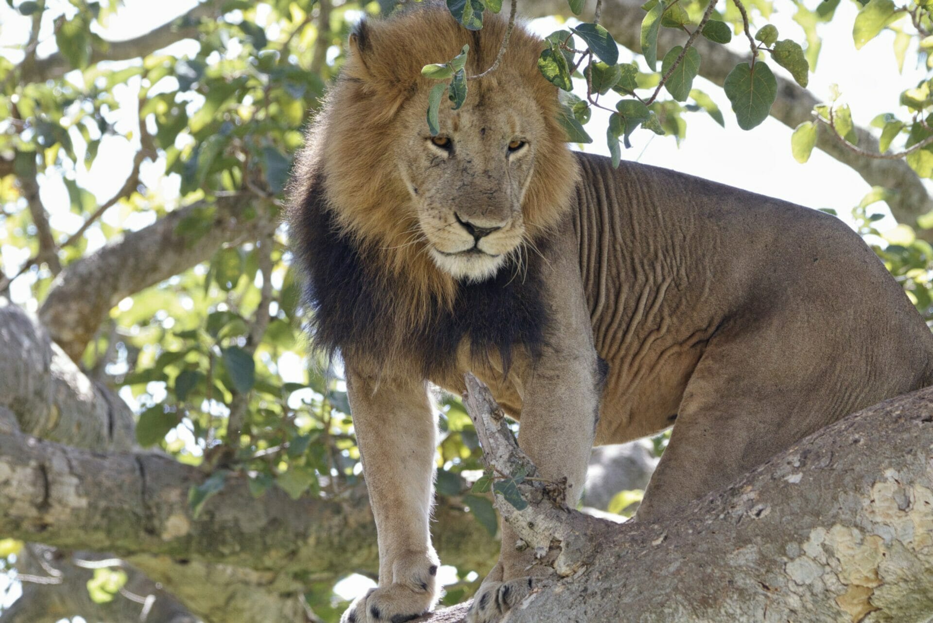 the african lion