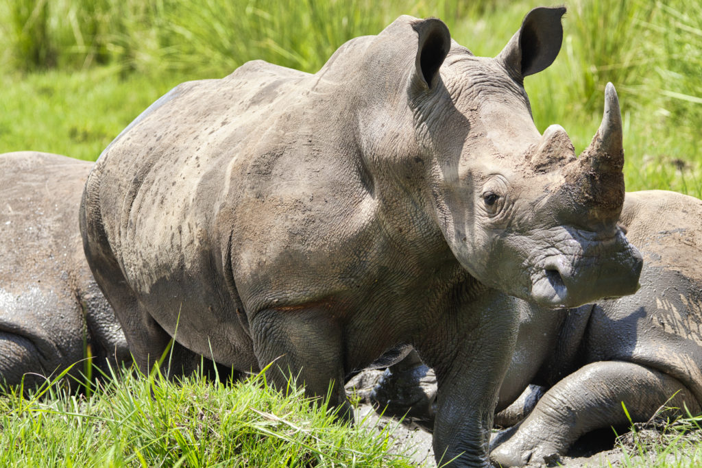Where to see rhinos in Uganda