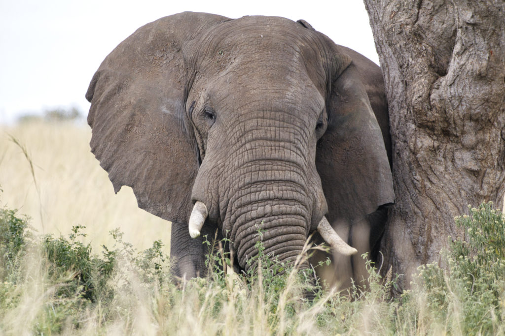 African Elephant in Uganda