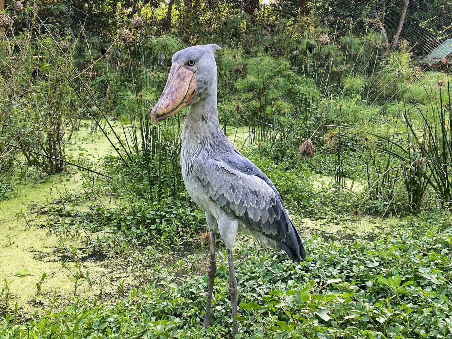 Where To See Shoebills 19 Other Surprising Shoebill Facts Kikooko where-to-see-shoebills-19-other-surprising-shoebill-facts-kikooko