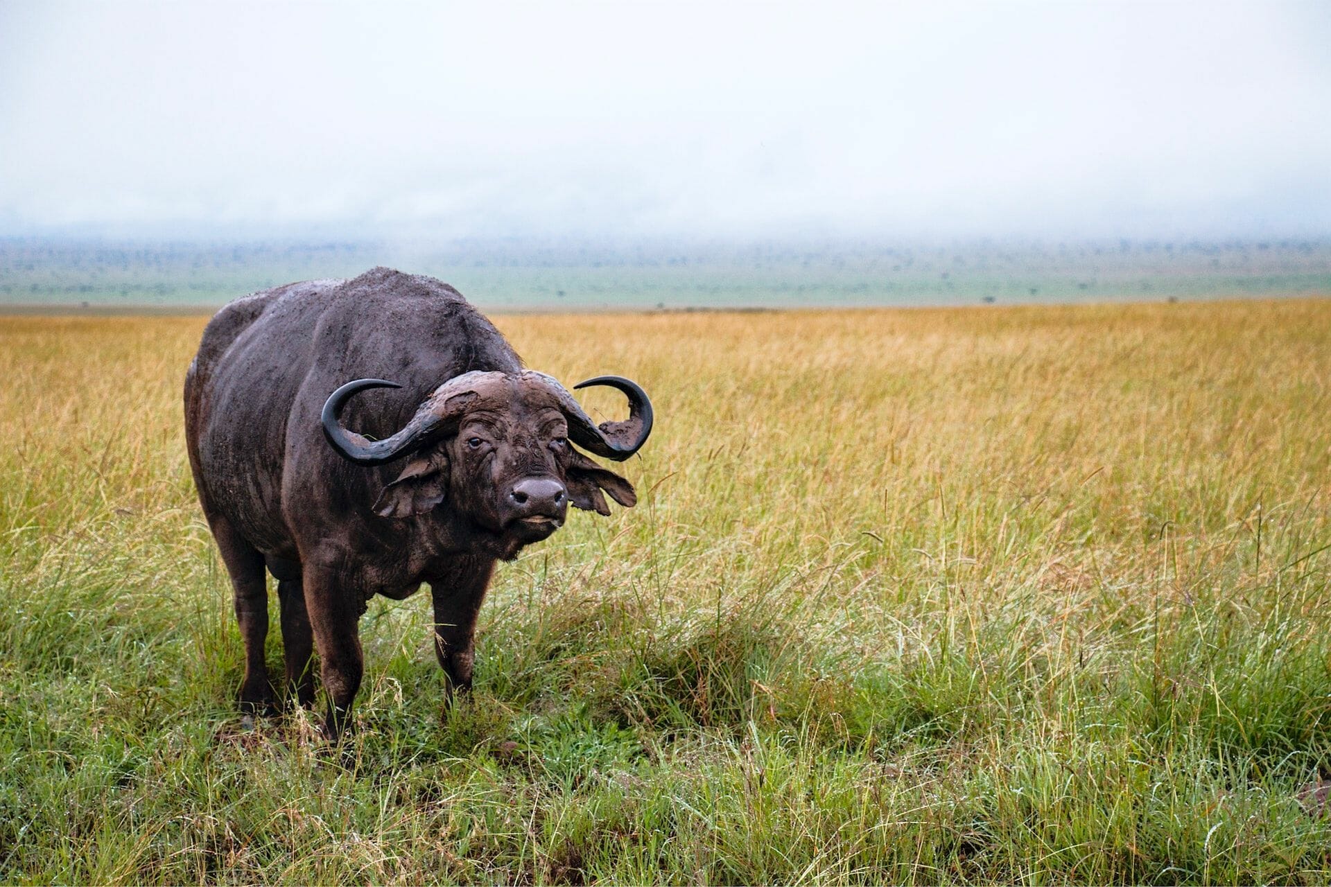 Ihr Leitfaden für die Big 5: Wo man in Uganda afrikanische Büffel sehen kann