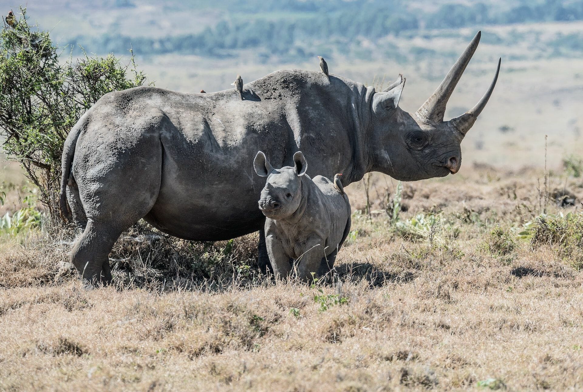 Rhino Sanctuary