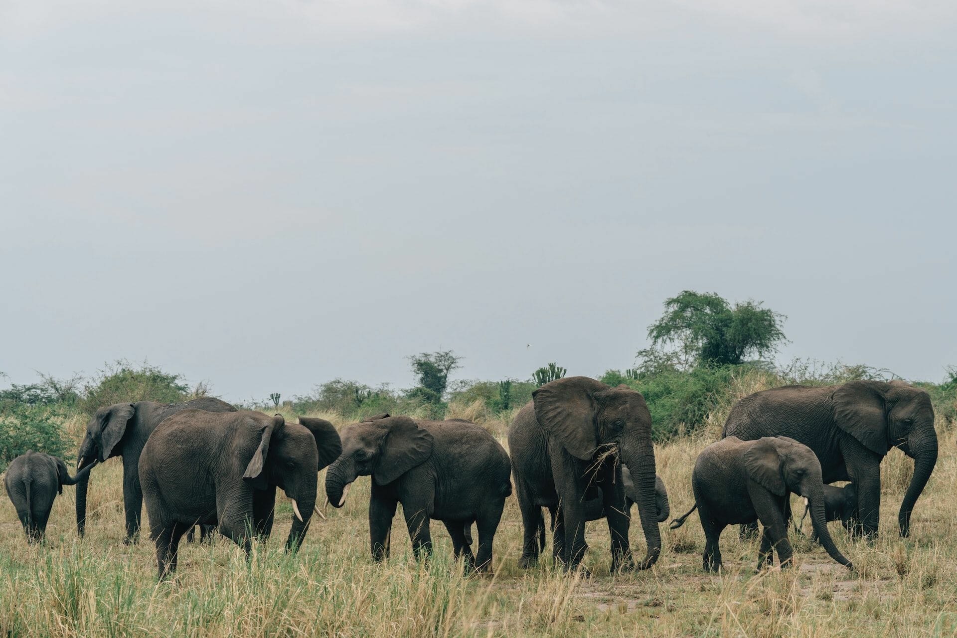 Kikooko | Die besten Monate für eine schöne Uganda-Safari