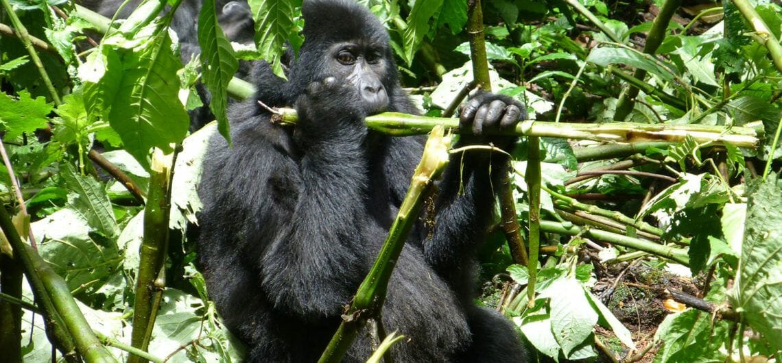 Mgahinga Gorilla-Nationalpark