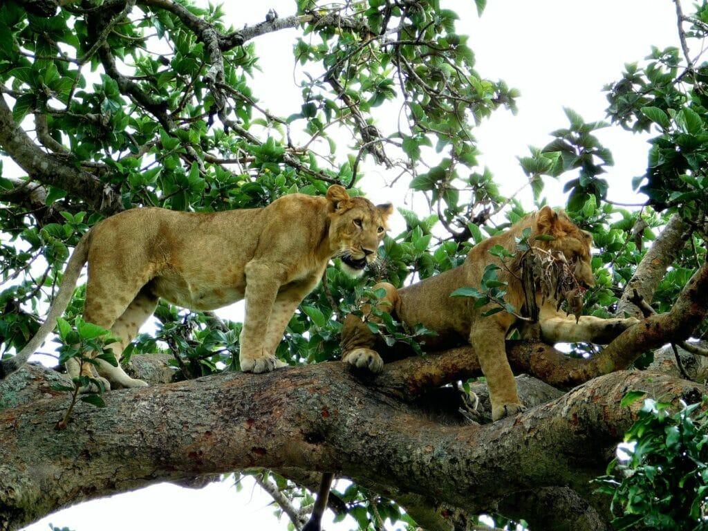 tree lions ishasha