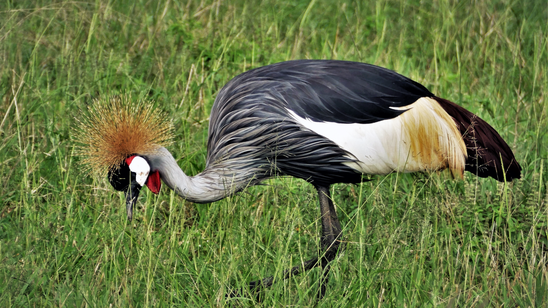 Wo man den Graukranich auf einer Uganda-Vogelbeobachtungstour sehen kann
