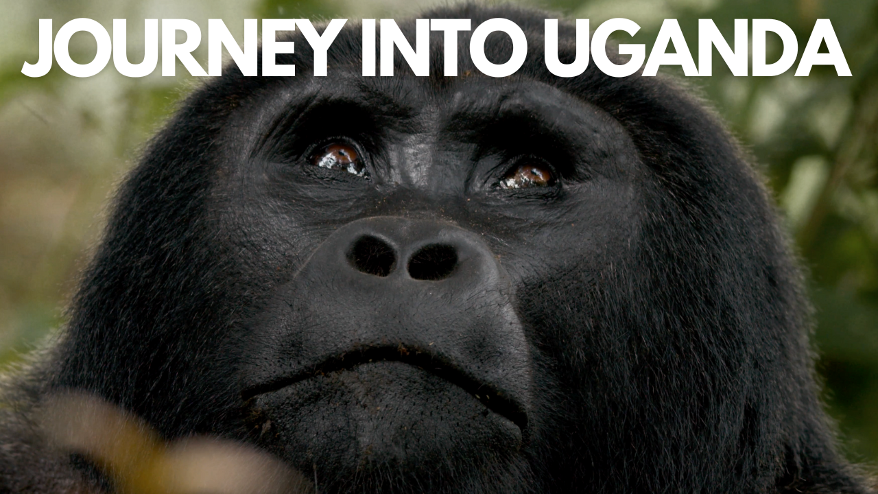 Reise in die Perle Afrikas mit unserem Uganda-Dokumentarfilm