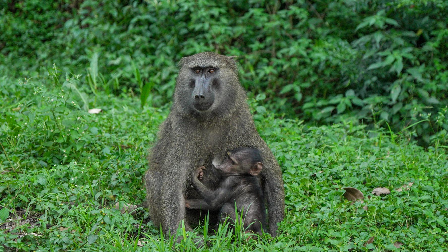 Where to Find Olive Baboons in Uganda