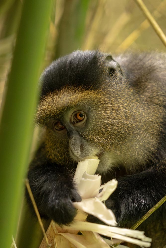 Verfolgen Sie Goldene Affen auf Safari in Uganda