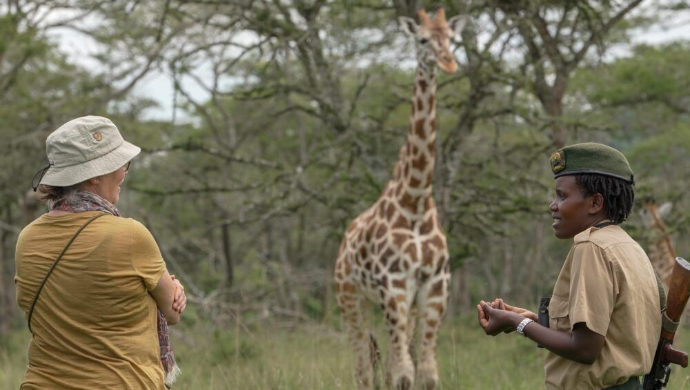 Kikooko | Wo findet man Nubische Giraffen in Uganda?