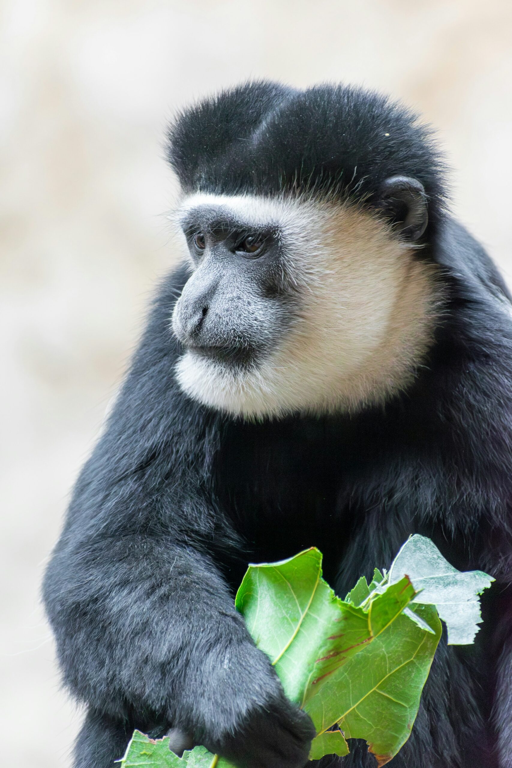 How to Track Black-and-White Colobus in Uganda