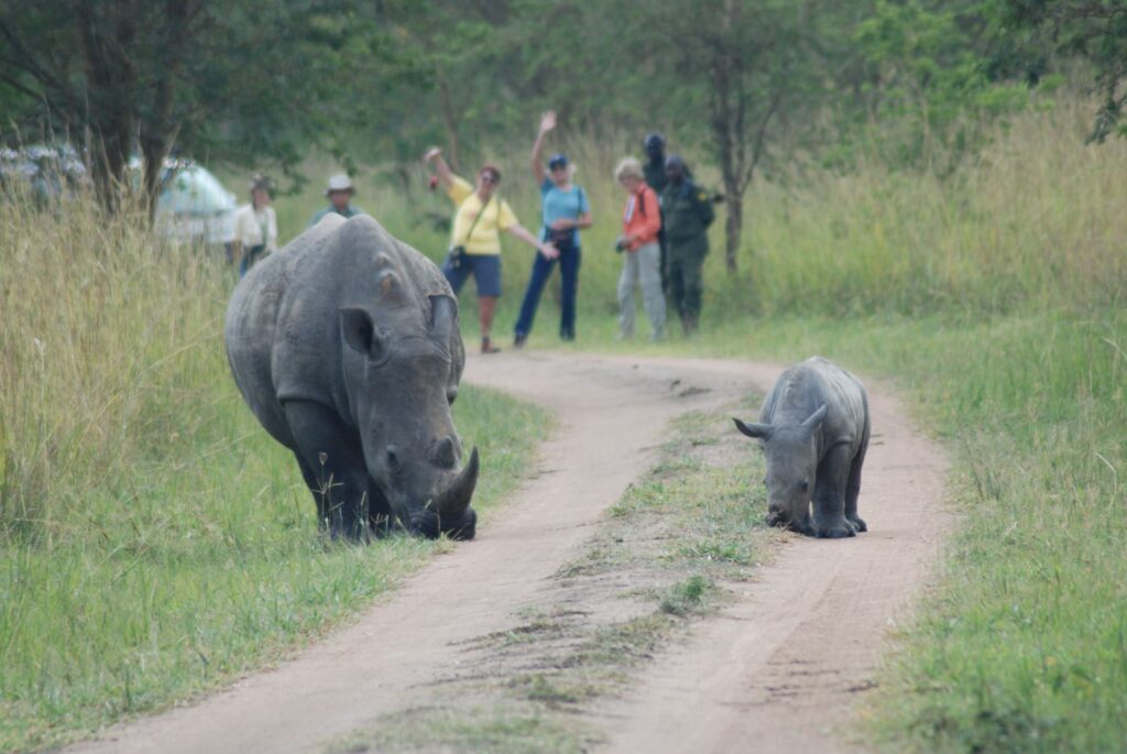 Rhino tracking