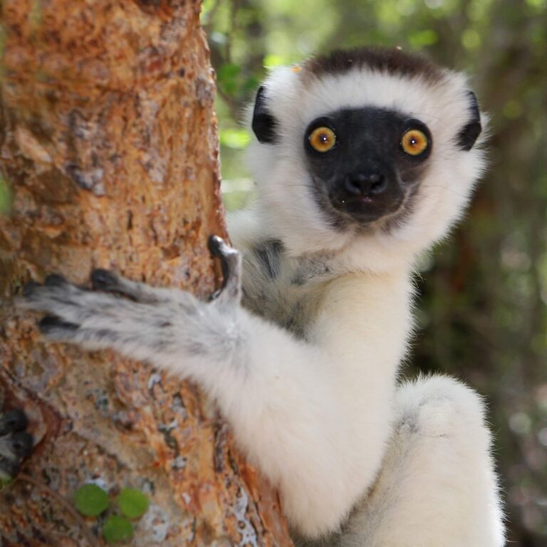 Sifaka_in_Berenty
