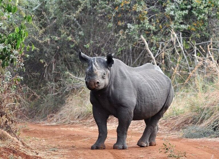 black-rhinos-were-reintroduced