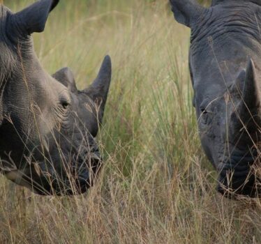 Kikooko-Africa-Safaris-Ziwa-Rhino-Sanctuary-Description-1140x530