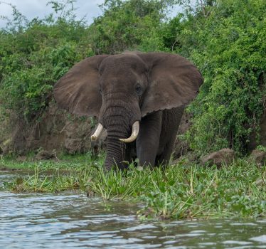 elephant wading