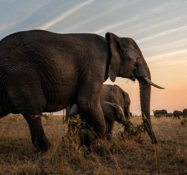 SS_WILDLIFE_Elephant_Ross_Couper_214