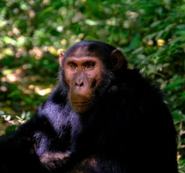 chimpanzee uganda