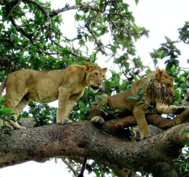 tree lions ishasha