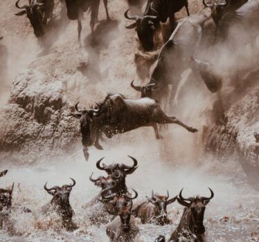 tanzania crossing wildebeest
